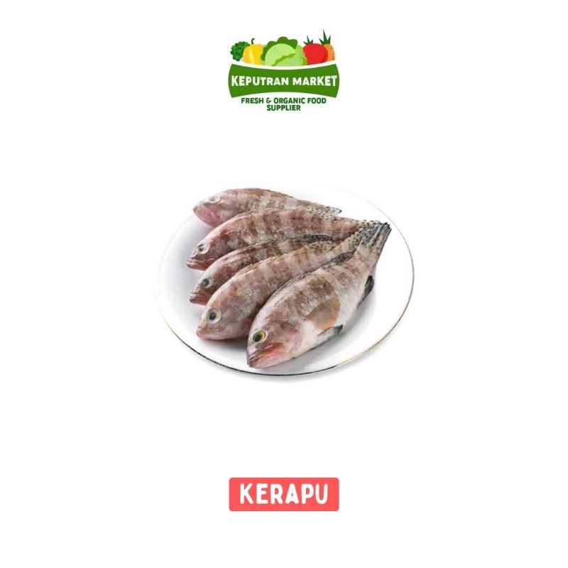 

Ikan Kerapu Per Kg / Ikan Segar
