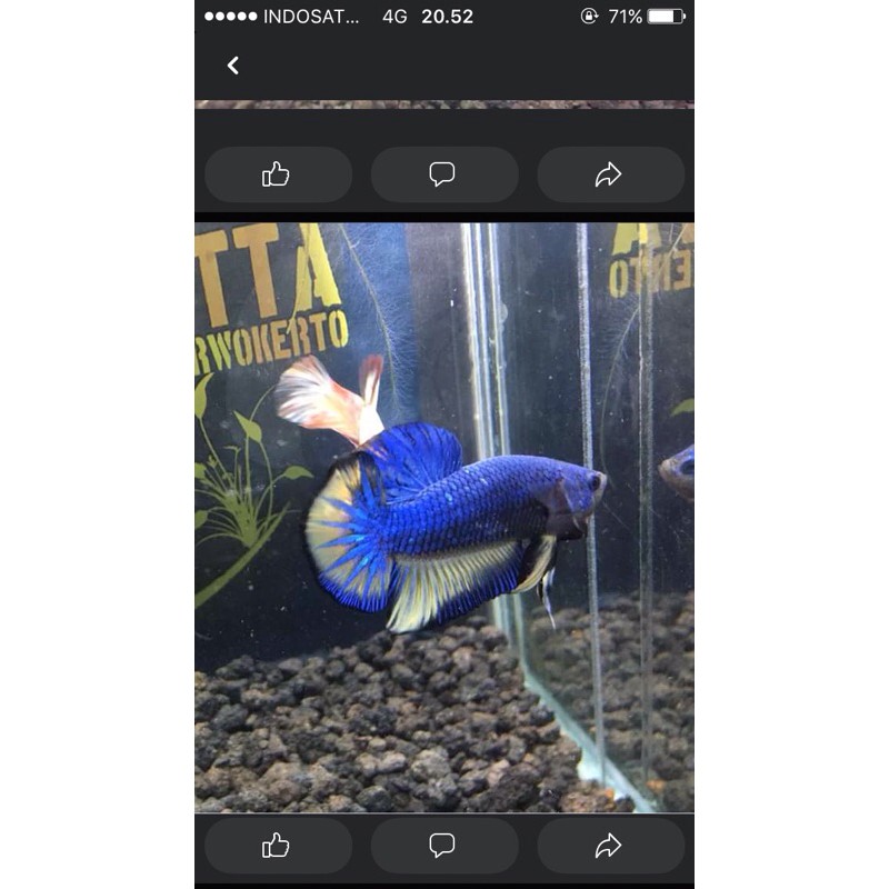 ikan cupang mustard gas