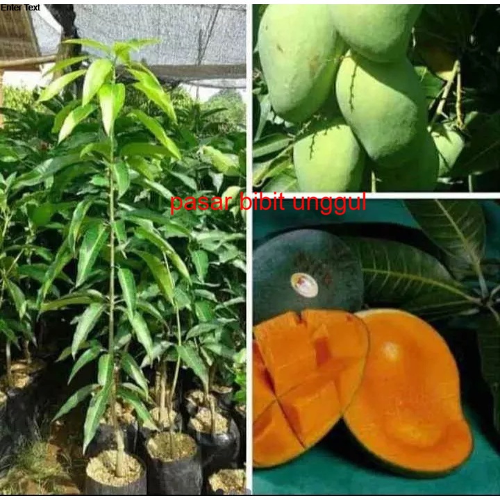 Bibit Mangga Madu Super Manis-Tanaman BIbit Pohon Mangga Madu-Bibit Buah Mangga Madu Okulasi Super-T