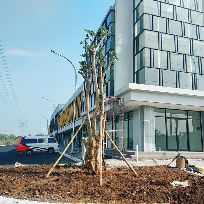 Tanaman pule - pohon pule - pohon pelindung - taman