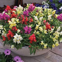 Benih Bibit Biji - Bunga Dwarf Snapdragon Mix Tipe Kerdil Flower Seeds - IMPORT