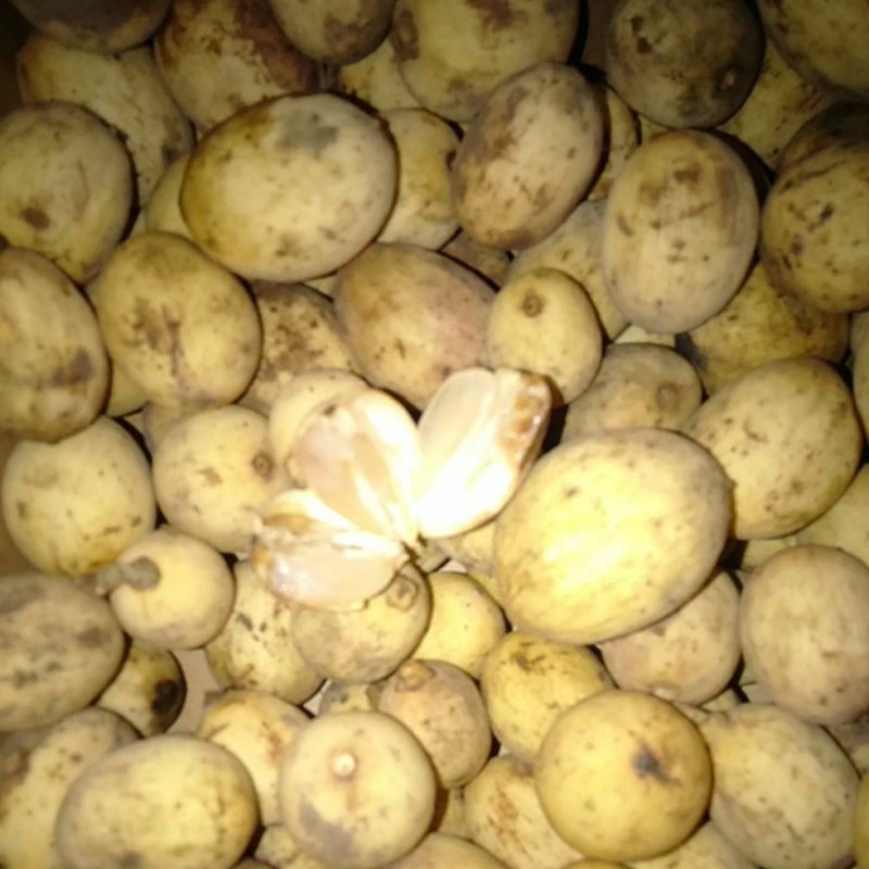 

Buah Dhuku Duku Doko segar manis