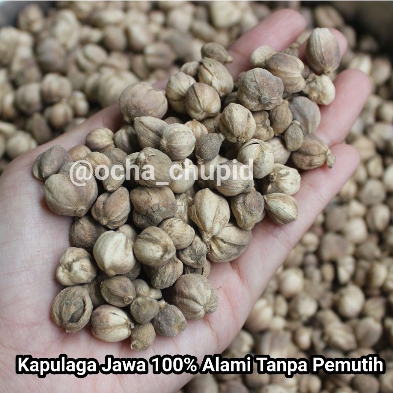 

Kapulaga Jawa 100% Alami Tanpa Pemutih