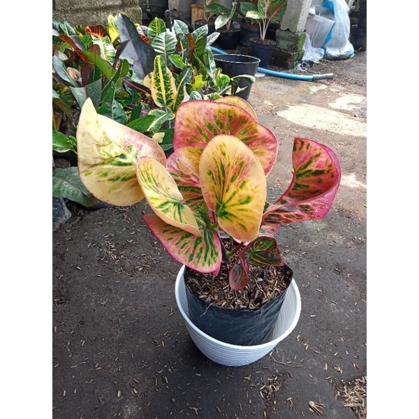 PURING DAUN BULAT ( APEL REHANA  )