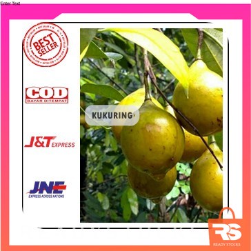 

[ BISA COD ] BUAH PALA SEGAR / FRESH / HERBAL / BUMBU / MANISAN