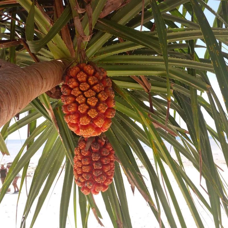 

buah pandan laut pandan duri herbal 1.butir utuh ukuran besar