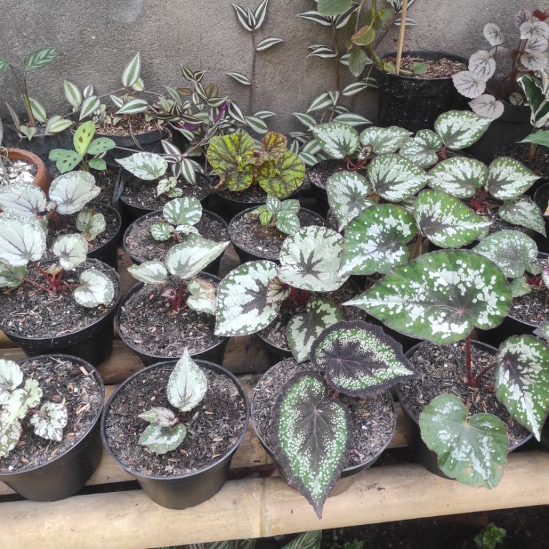 Anakan begonia rex begonia kitkat begonia keong begonia black knight silver ungu baby promo
