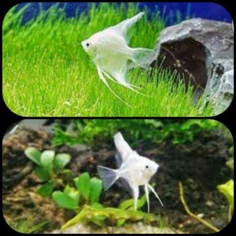 

Ikan Hias Manfish Platinum