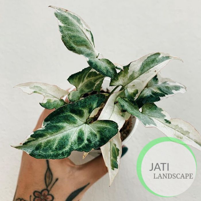 Tanaman Hias Syngonium Marble-Tanaman Hias Syngonium