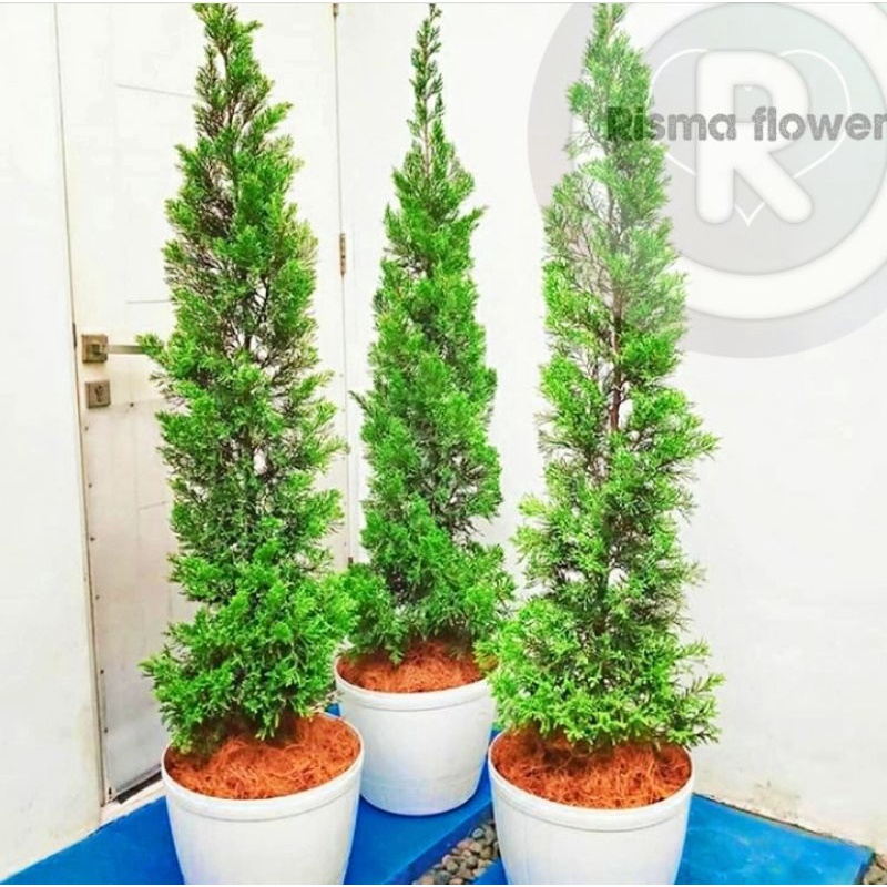 Tanaman hias pohon Cemara lilin tinggi ± 1meter / promo tanaman hias Cemara Tretes / lilin tinggi 1 