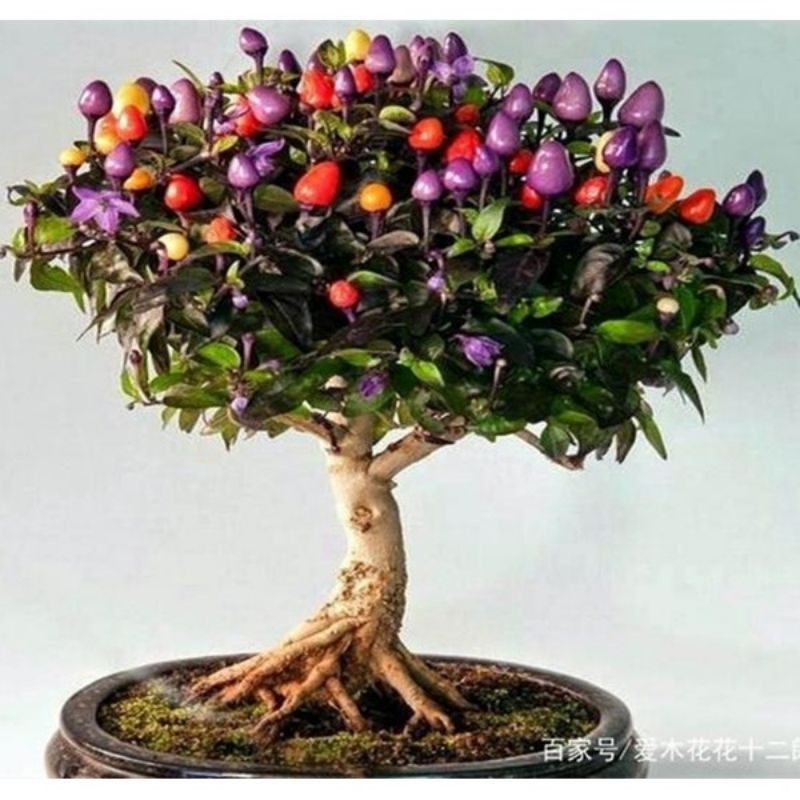 5 Biji Benih Bibit Bunga Langka Petunia Colorful Termurah Mudah Hidup Warna Menarik Mudah Hidup-Cabe Pelangi