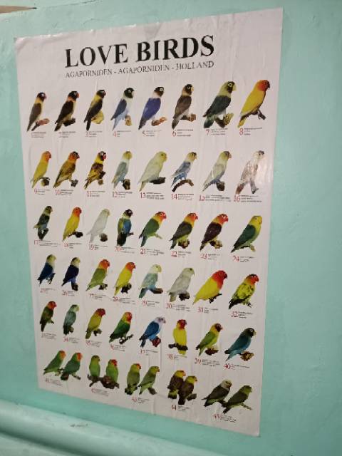 Poster burung Lovebird dan kenari