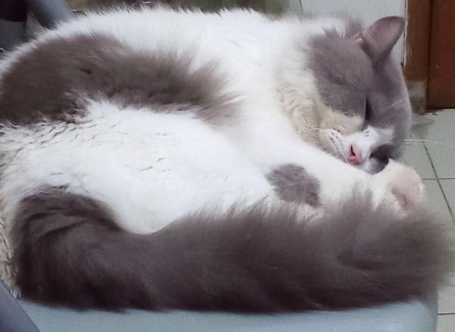 Kemeja Batik Pria Ppbtk07 Modern Lengan Panjang Casual Modis Trendy Masa Kini M L Xl Asli Pekalongan