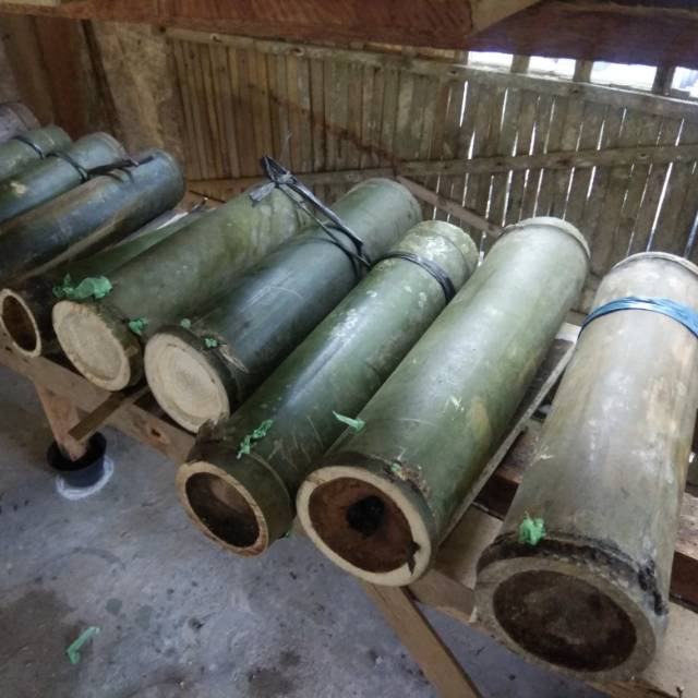 Bibit lebah Klanceng / Lanceng Trigona Leavicep di bambu ori belum di belah