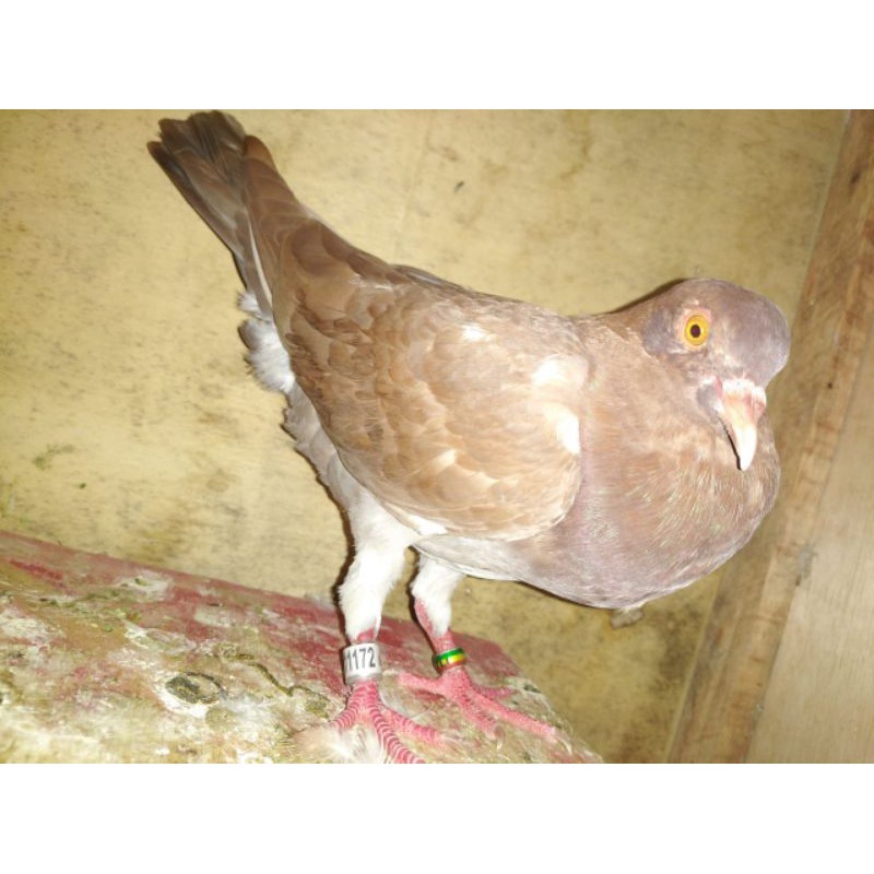 merpati balap sprint grontalo