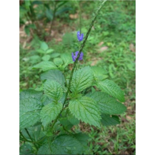 

Daun pecut kuda segar 300gr