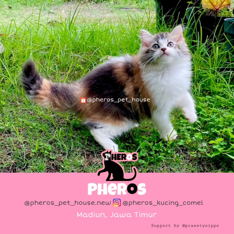 Kucing Persia Calico #pherospethouse PHEROS KUCING COMEL 