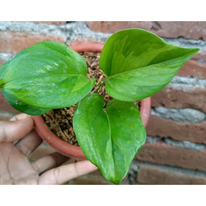 manjula golden mint