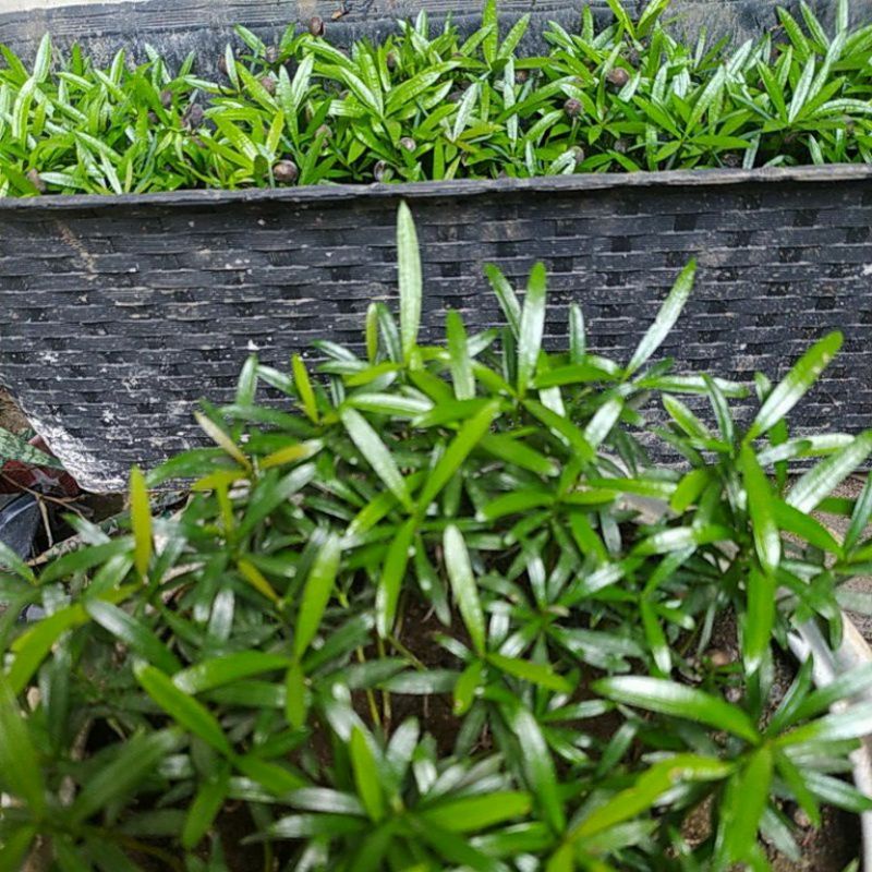 Shopritz Bibit Lohansung Pucuk Merah Dan Mawar