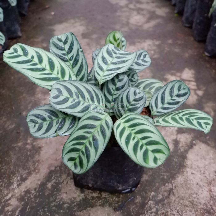 calathea burlemarx-kalatea sepat-tanaman hias daun