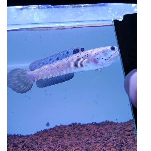 Terbaik.. Channa blue pulchra 10-12 cm flaring predator fish