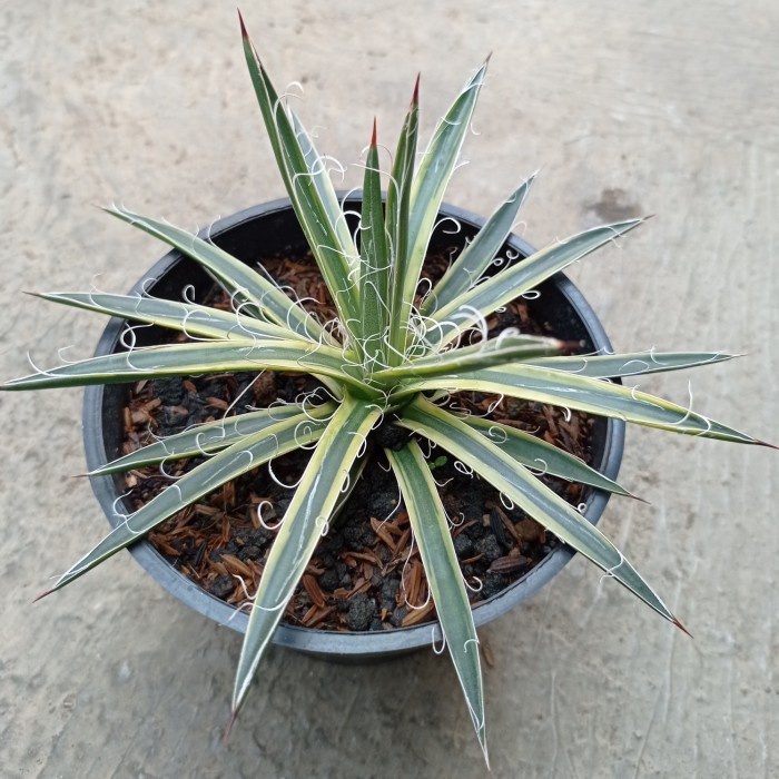 agave leopoldii variegata KAKTUS SUKULEN TANAMAN HIAS