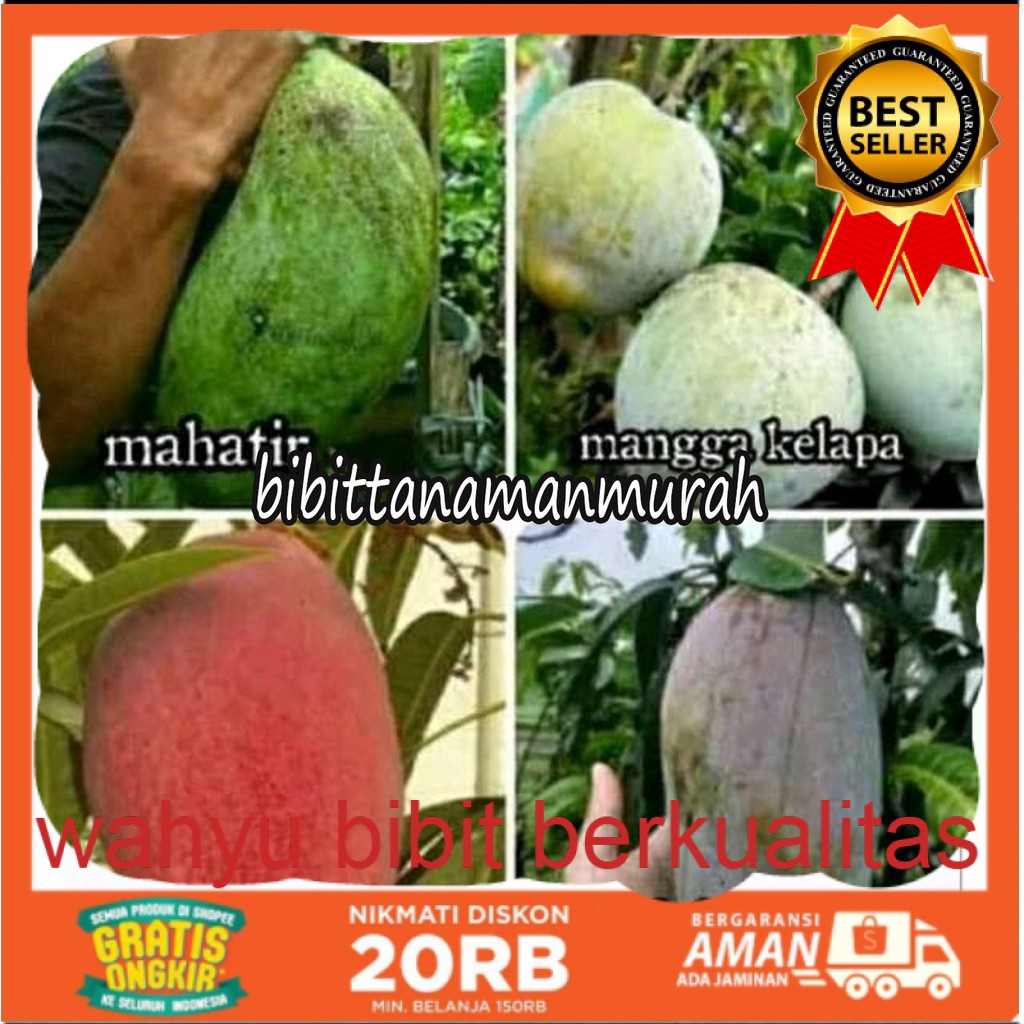 4 paket bibit mangga super