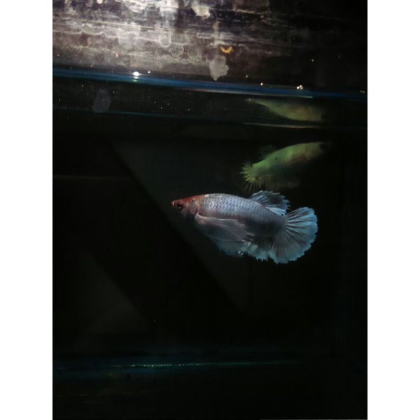 cupang female cantik dumbo  aer si kuping gajah full egg real pict