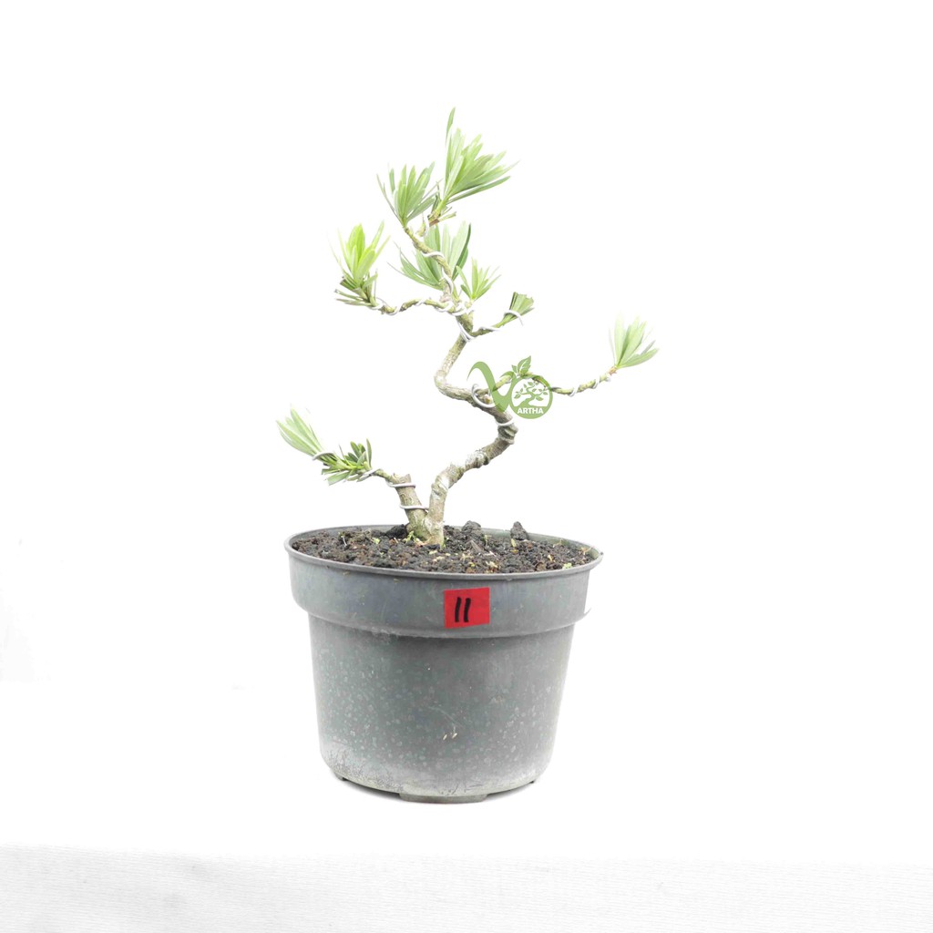 Bahan Bonsai Lohansung Biru