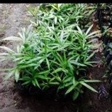 bibit jernang dragond blood ukuran 10-15cm 50 batang tanpa polibet