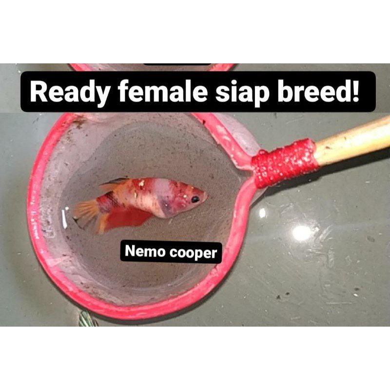 Female Nemo cooper