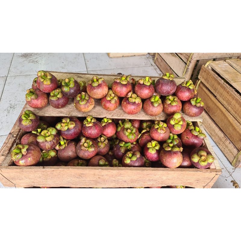 

Buah manggis Medan