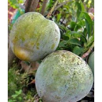 bibit mangga kelapa dengan buah super besar | jual bibit mangga kelapa