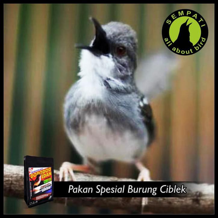 Murah Meriah Kak Pakan Burung Ciblek Dorodod Edan Shopee