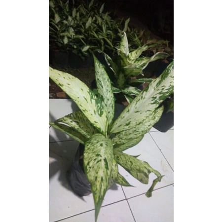 diven/aglonema bulu ayam