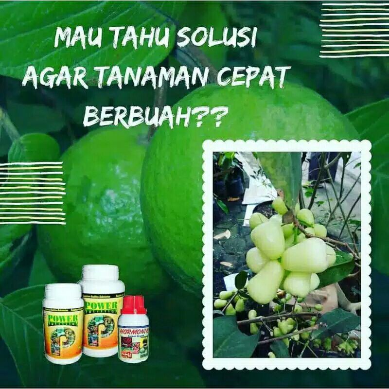 Paket Pupuk Buah Nasa untuk tanaman Jambu, Pupuk Pelebat Buah Nasa, Pupuk Buah Tabulampot