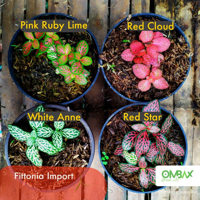 Fittonia Import (merah, putih, kuning) - Tanaman Terrarium / Mini