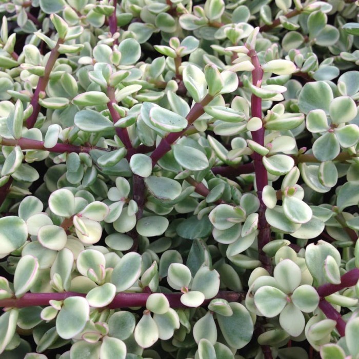 Portulacaria afra tanaman hias Elephant Bush Elephant Food Dwarf Jade