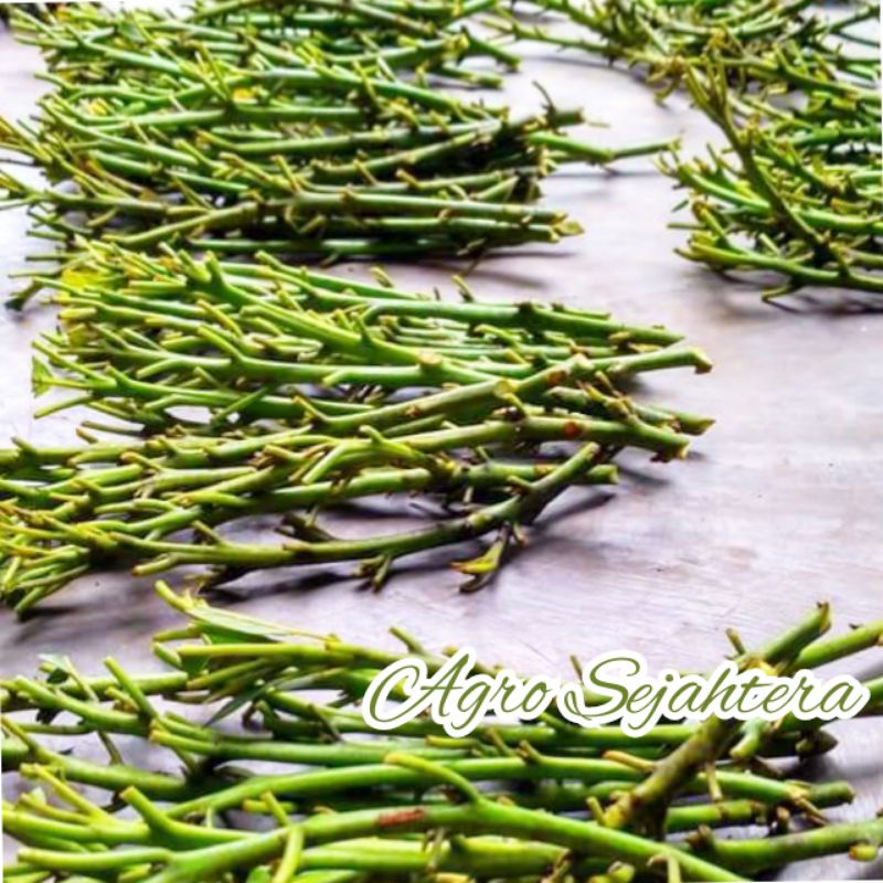 Entres Alpukat Import SAB 034 Original