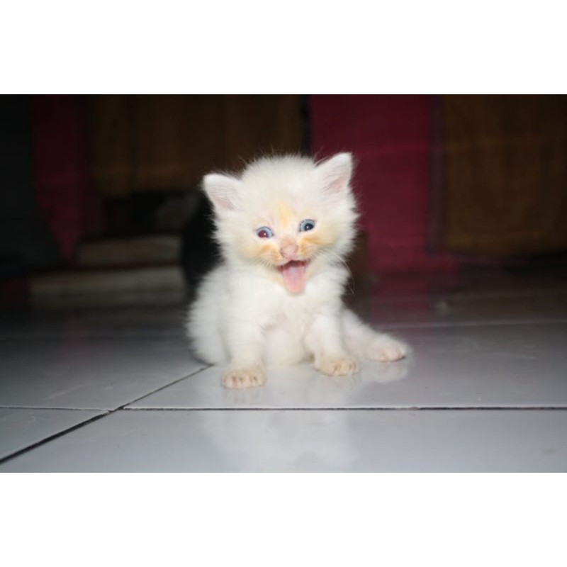Kucing persia medium betina