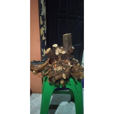 Bonsai wahong laut