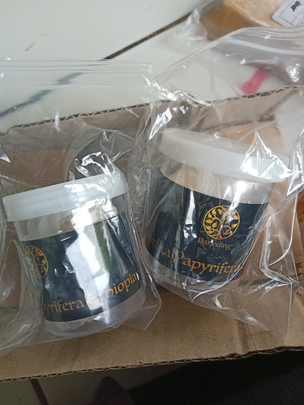 25g Premium Kemenyan Arab Luban Frankincense Boswellia Papyrifera