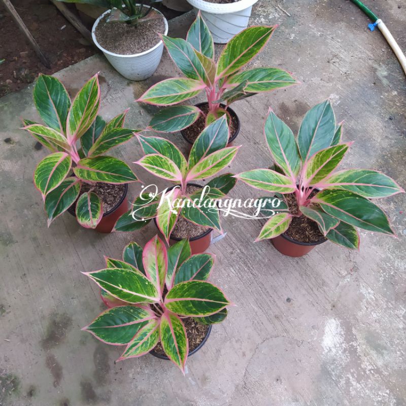 PROMO Aglonema Lipstik Pink Aglonema Lipstik Klasik