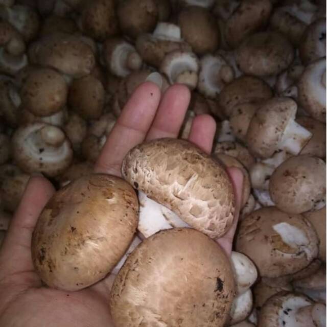 

Jamur portabelo
