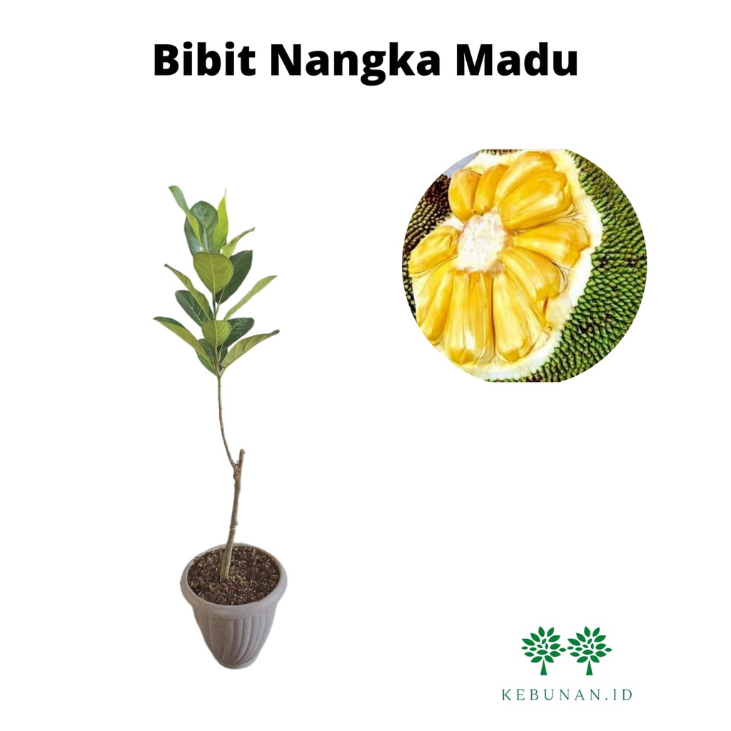 Bibit Nangka Madu/ Tanaman Nangka Madu