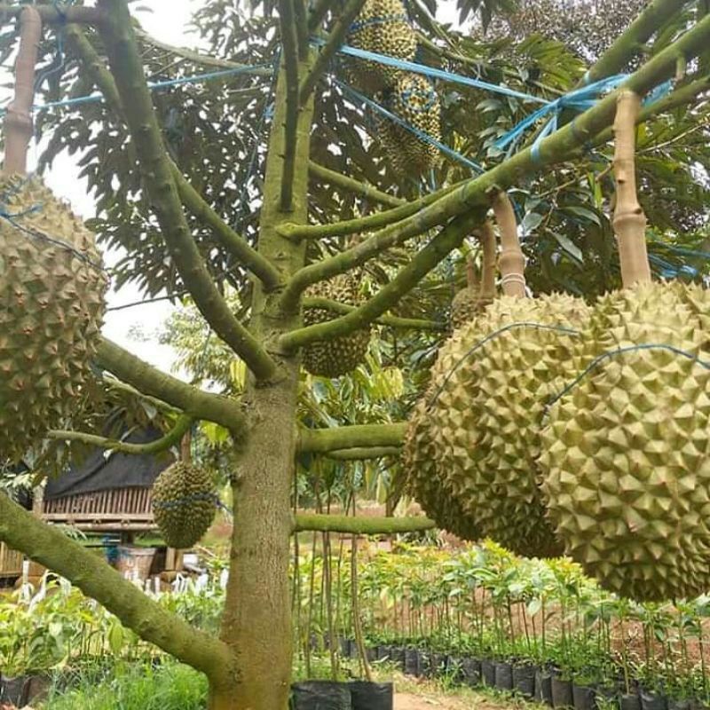 Bibit durian bawor kaki 3 kualitas super