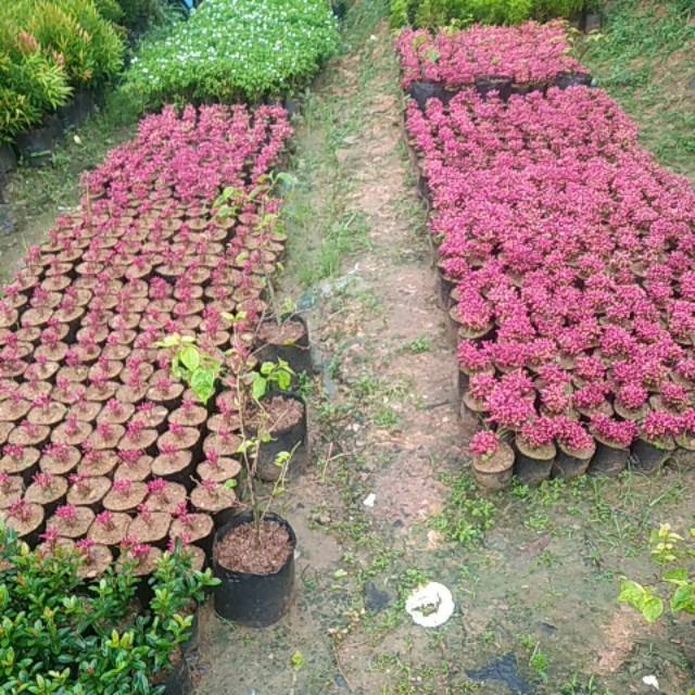

Krokot mereh