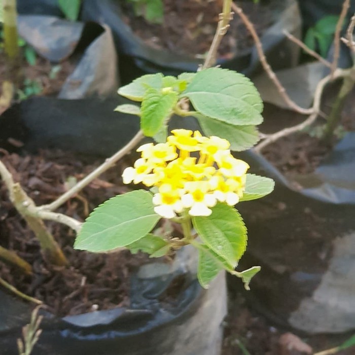 Lantana bunga kuning dan putih | Tanaman lantana