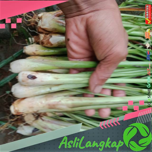 

Serai masak/sereh bumbu segar(1kg)