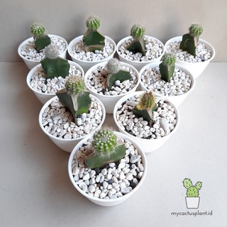  Kaktus  Mini Grafting murah bonus pot  putih Shopee  Indonesia